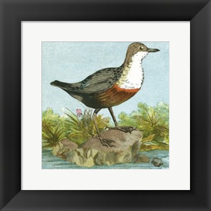 Framed Mini Vintage Birds VII Print