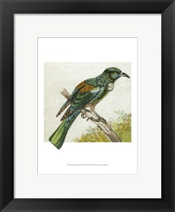 Framed Mini Vintage Birds IX Print
