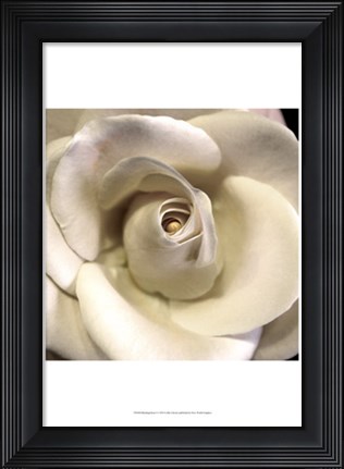 Framed Blushing Rose I Print