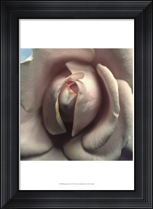 Framed Blushing Rose II Print