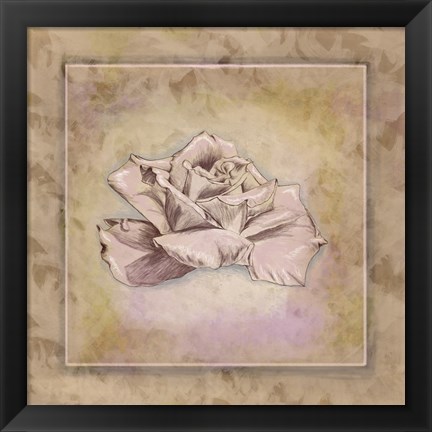 Framed Rose Square II Print