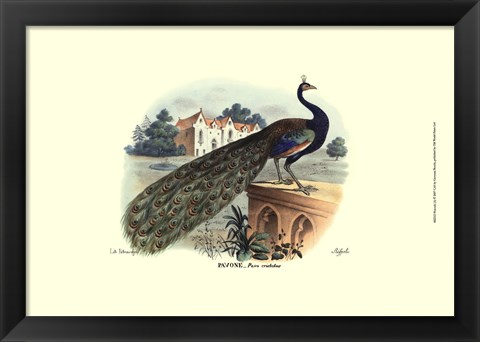 Framed Peacock Print