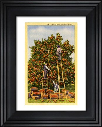 Framed Picking Oranges in California, Vintage Post Card Print