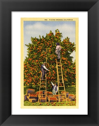 Framed Picking Oranges in California, Vintage Post Card Print