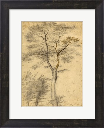 Framed Three Studies of Trees Print