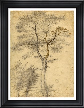 Framed Three Studies of Trees Print