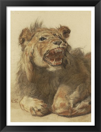 Framed Lion Snarling Print