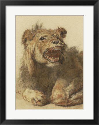 Framed Lion Snarling Print