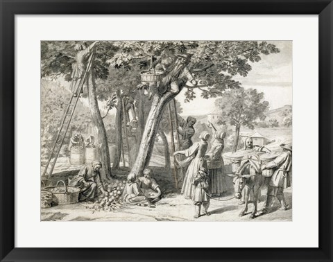 Framed Apple Harvest Print