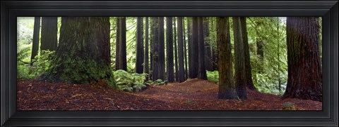 Framed Redwoods 1 Print