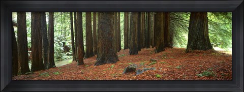 Framed Redwoods 2 Print
