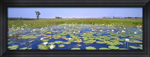 Framed Lily Pond Print