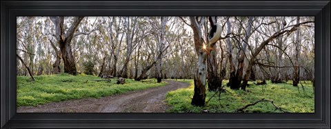Framed Redgum Forest Print