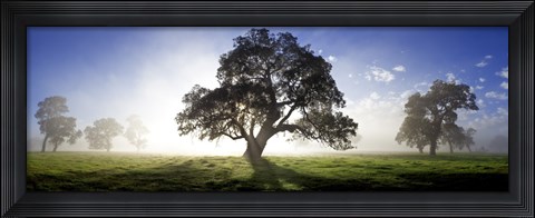 Framed Radiance Print