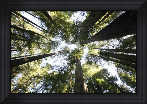 Framed Redwoods Print