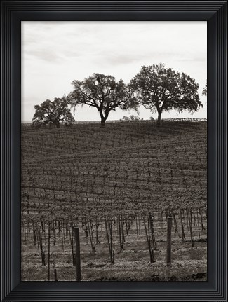 Framed Paso Robles Toned Print