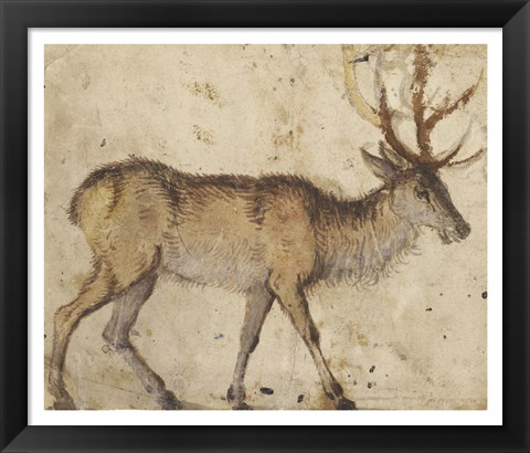 Framed Study of a Stag Print