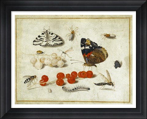 Framed Butterflies, Insects, and Currants Print