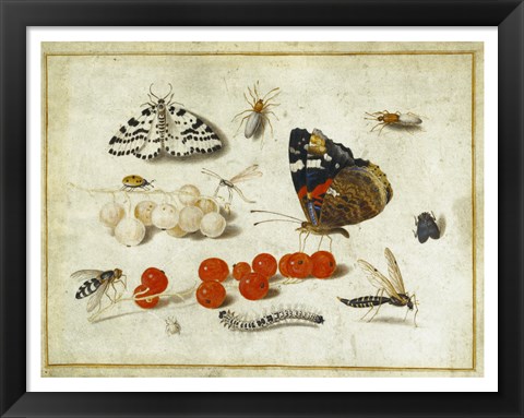 Framed Butterflies, Insects, and Currants Print