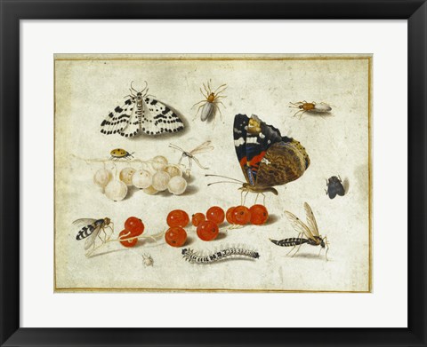 Framed Butterflies, Insects, and Currants Print