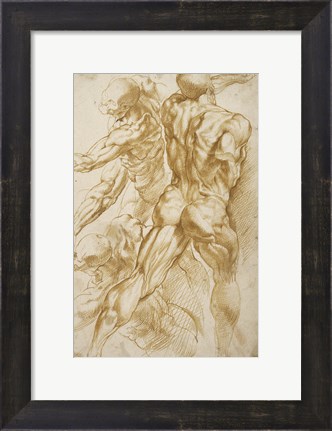 Framed Anatomical Studies Print