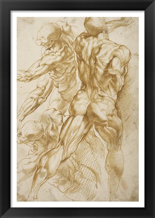 Framed Anatomical Studies Print