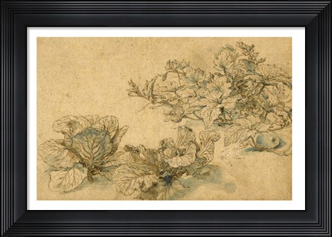 Framed Studies of a Marrow Plant and Cabbages Print