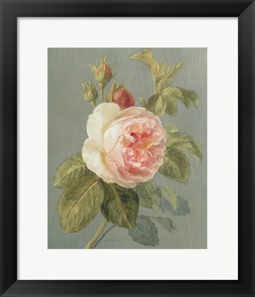 Framed Heirloom Pink Rose Print