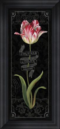 Framed Tulipa Botanica III Print