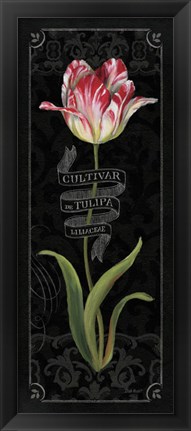 Framed Tulipa Botanica III Print