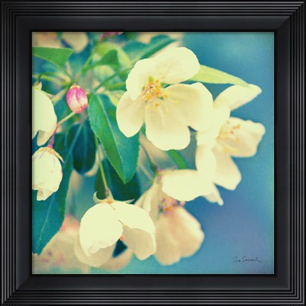 Framed Natures Apple Blossom Print