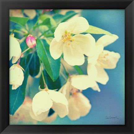 Framed Natures Apple Blossom Print