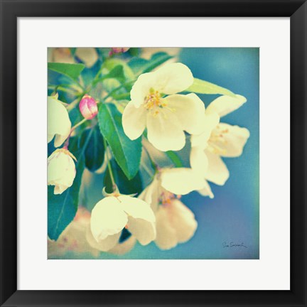 Framed Natures Apple Blossom Print