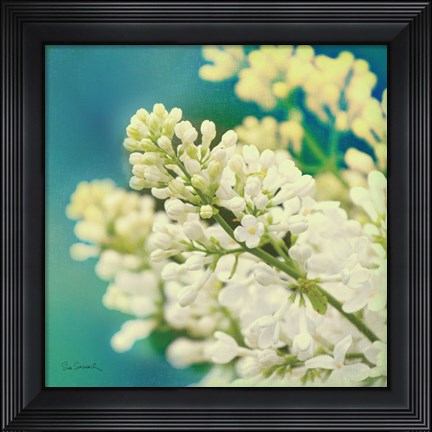 Framed Natures Lilac Blossom Print