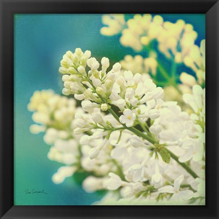 Framed Natures Lilac Blossom Print