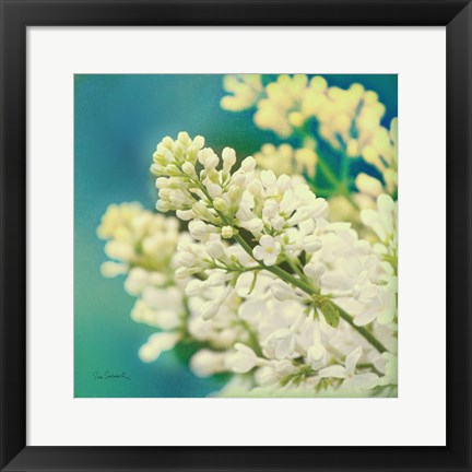 Framed Natures Lilac Blossom Print