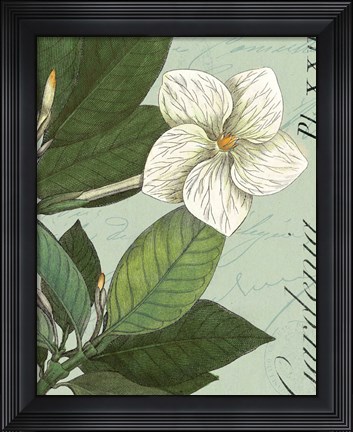 Framed Botanique Bleu III Print