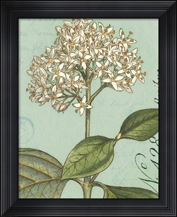 Framed Botanique Bleu IV Print