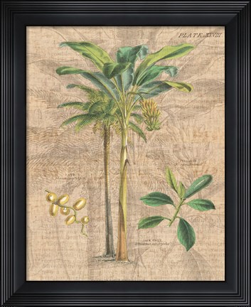 Framed Palm Study I Print