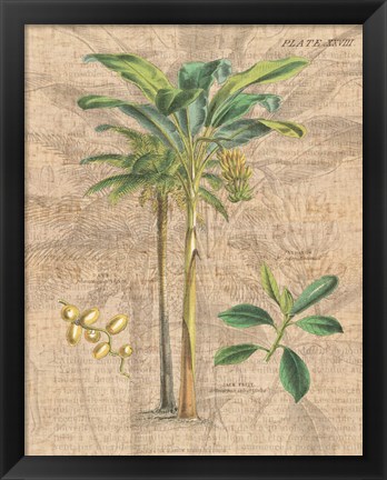 Framed Palm Study I Print