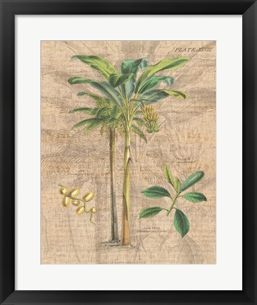 Framed Palm Study I Print