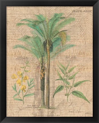 Framed Palm Study II Print