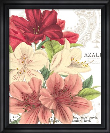 Framed Azalee Jardin II Print