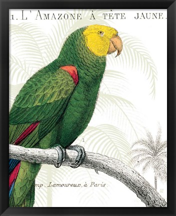 Framed Parrot Botanique I Print