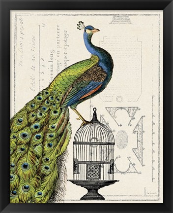 Framed Peacock Birdcage I Print