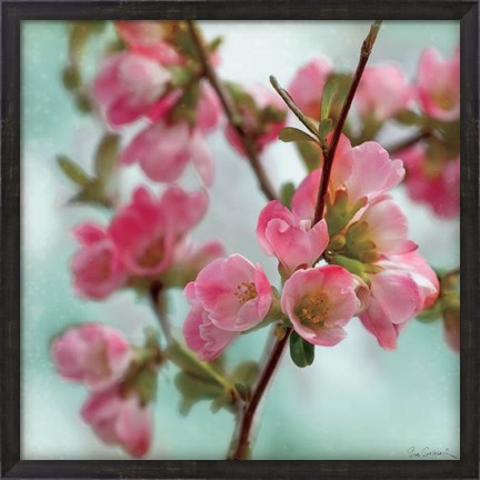 Framed Quince Blossoms II Print