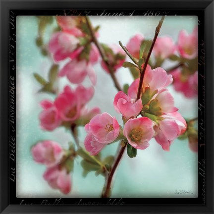 Framed Quince Blossoms II Print