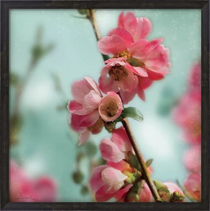 Framed Quince Blossoms III Print