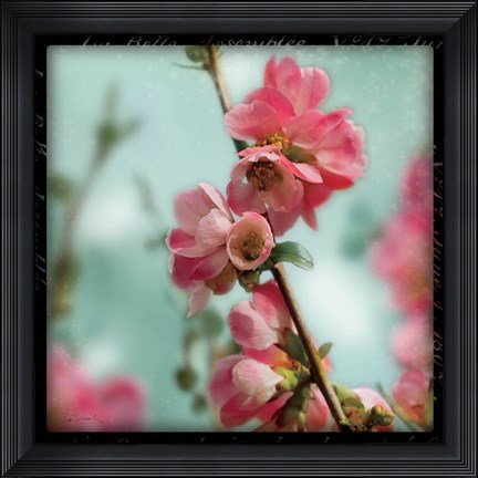 Framed Quince Blossoms III Print
