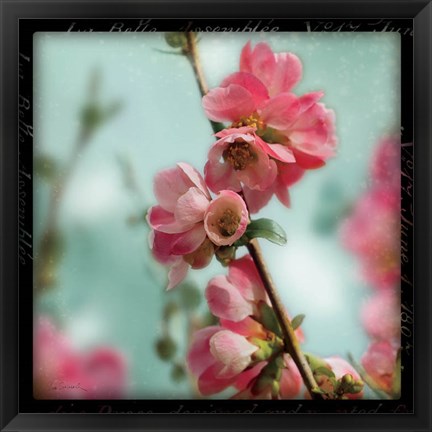 Framed Quince Blossoms III Print